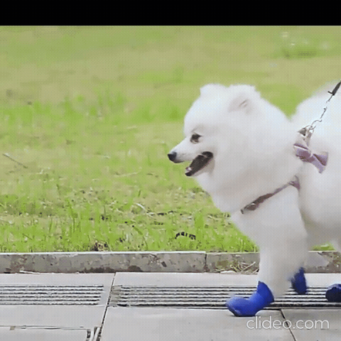 💥BOTAS ANTIDESLIZANTES PARA TU MASCOTA🐶BOTAS QUE CUIDAN CADA PASO 🐾DE TU MEJOR AMIGO 🐾❤🐶