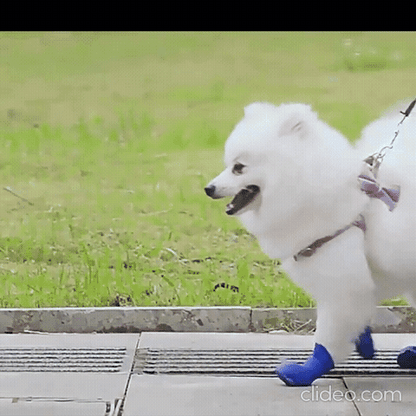 💥BOTAS ANTIDESLIZANTES PARA TU MASCOTA🐶BOTAS QUE CUIDAN CADA PASO 🐾DE TU MEJOR AMIGO 🐾❤🐶